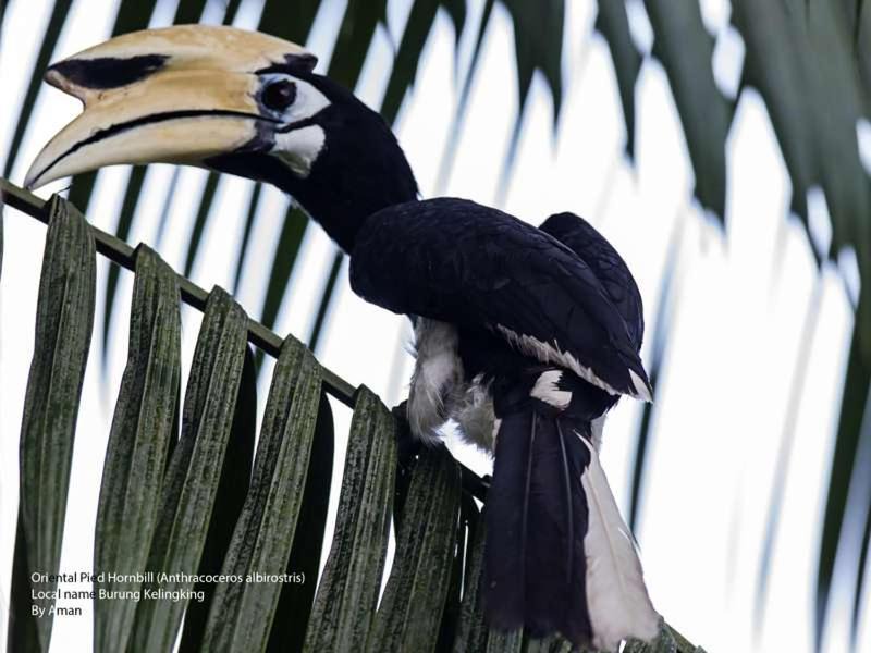 Photo of Others in Cherating