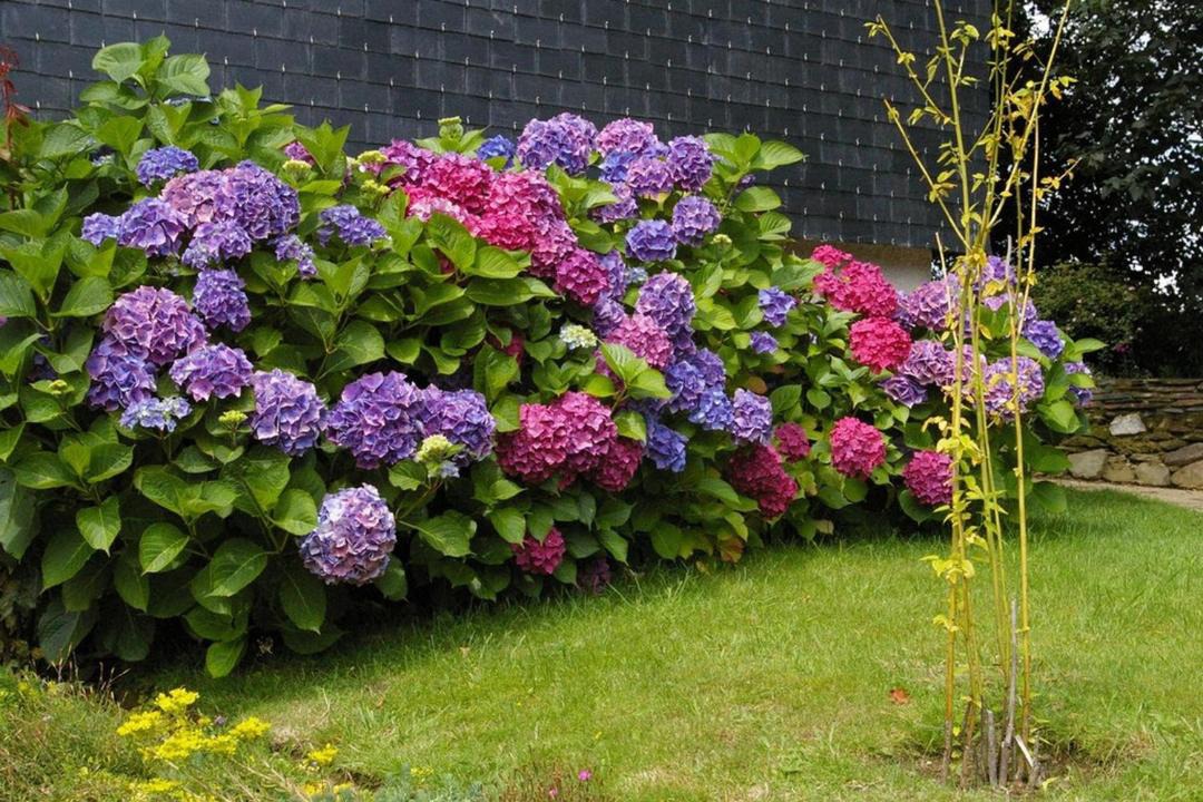 Photo of Others in Cleguerec