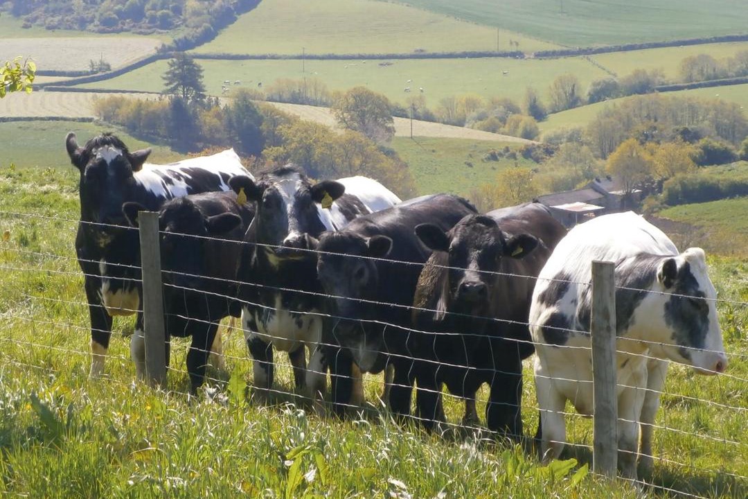 Photo of Others in Sticklepath