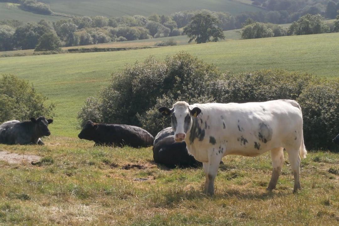 Photo of Others in Sticklepath