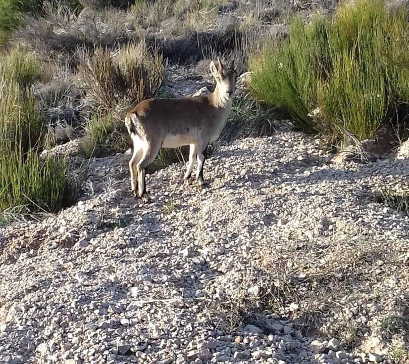 Photo of Others in Paterna del Madera