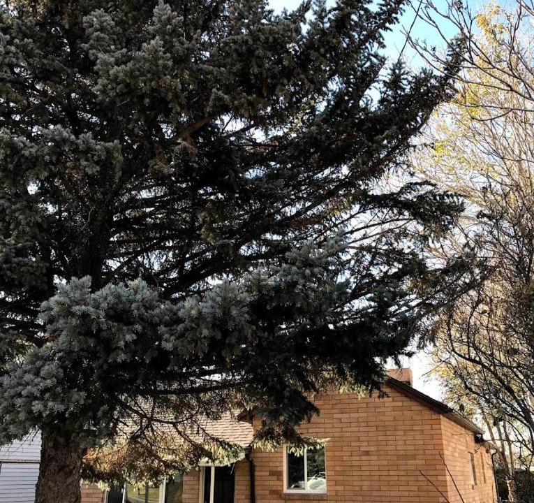 Photo of Buildings in Springville