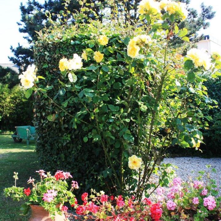 Photo of Others in Roscoff