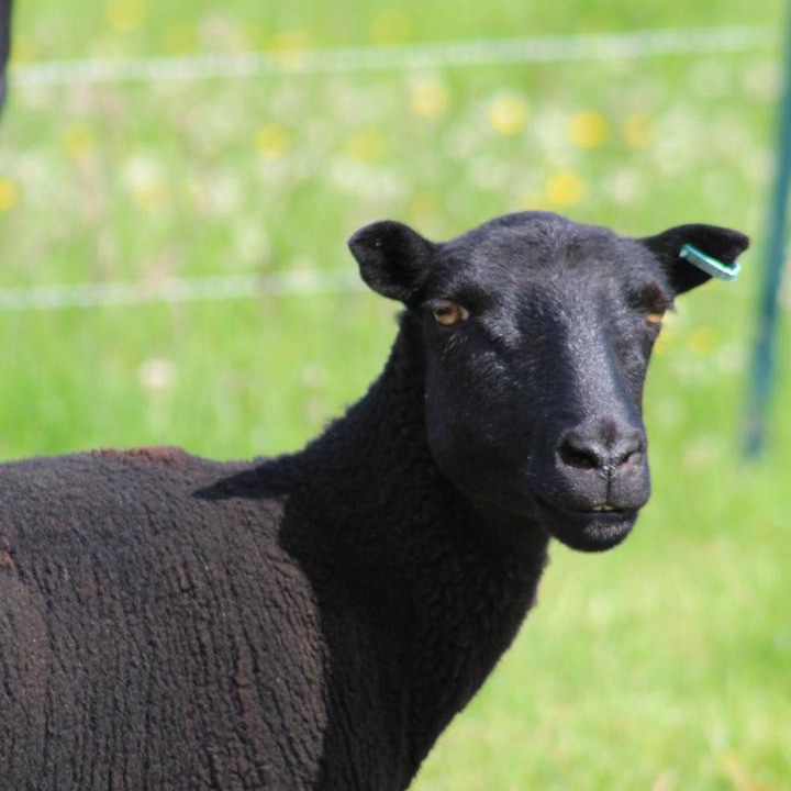 Photo of Human In Picture in Shebbear