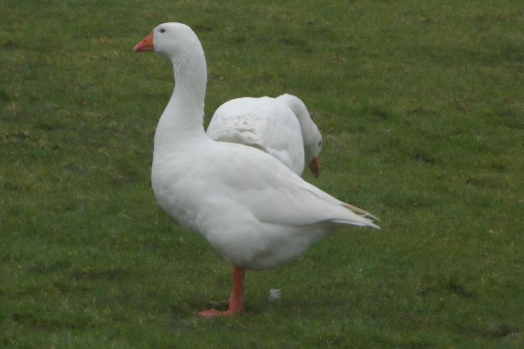 Photo of Others in Shebbear