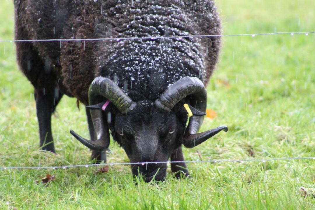 Photo of Others in Shebbear