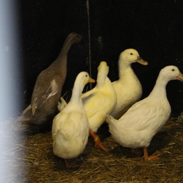 Photo of Others in Shebbear