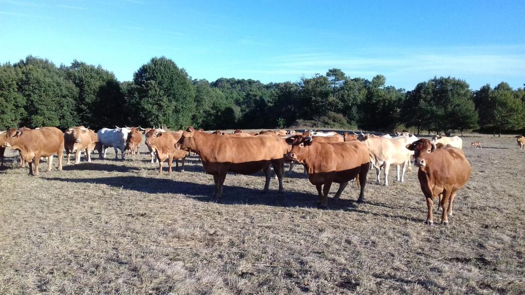 Photo of Others in Saint Martin de Coux