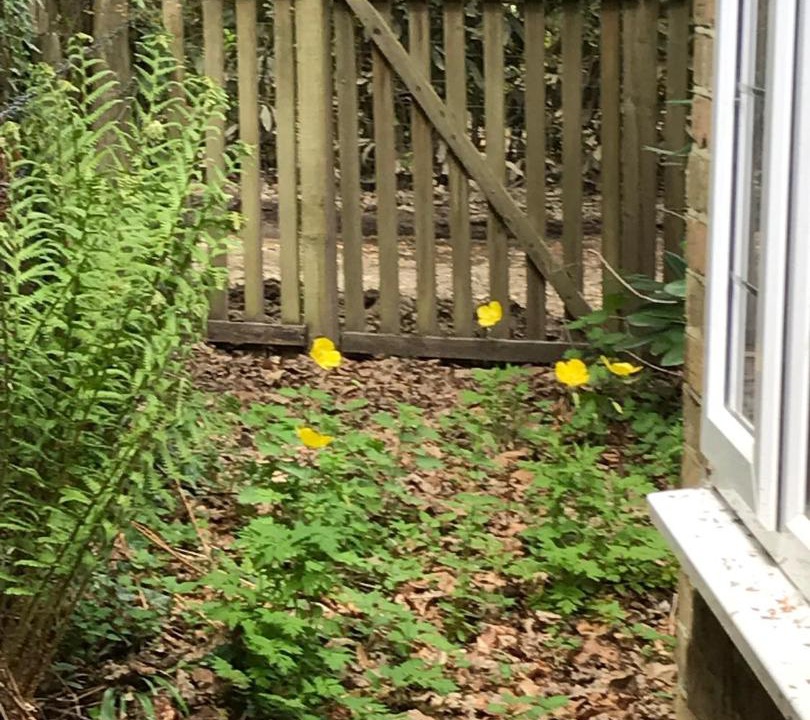 Photo of Others in New Forest District