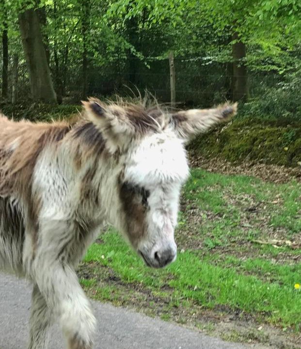 Photo of Others in New Forest District