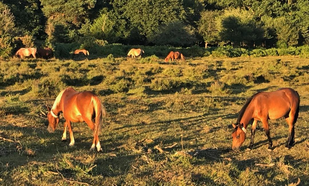 Photo of Outdoor in New Forest District