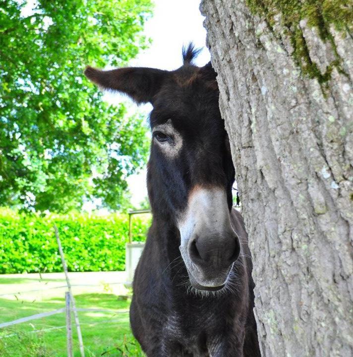 Photo of Human In Picture in Ploermel