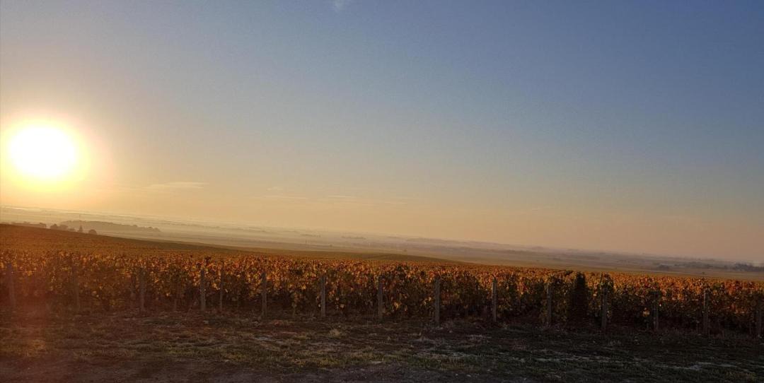 Photo of Others in Cramant