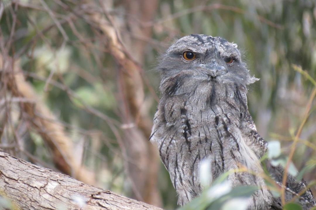 Photo of Others in Castlemaine