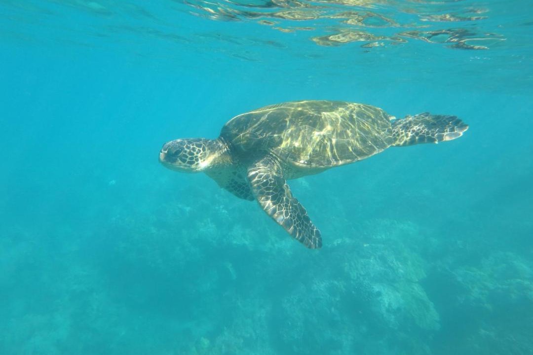 Photo of Others in Ocean View