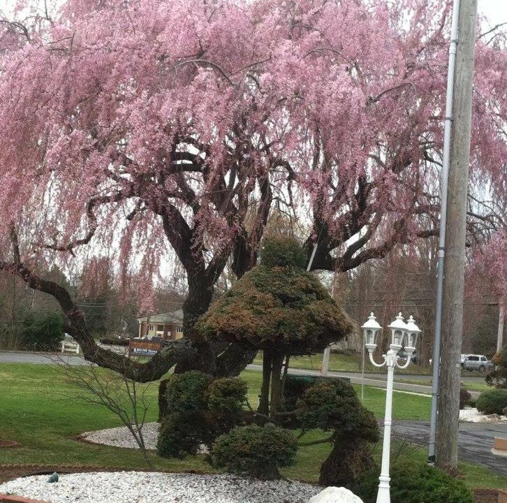 Photo of Others in Cheshire