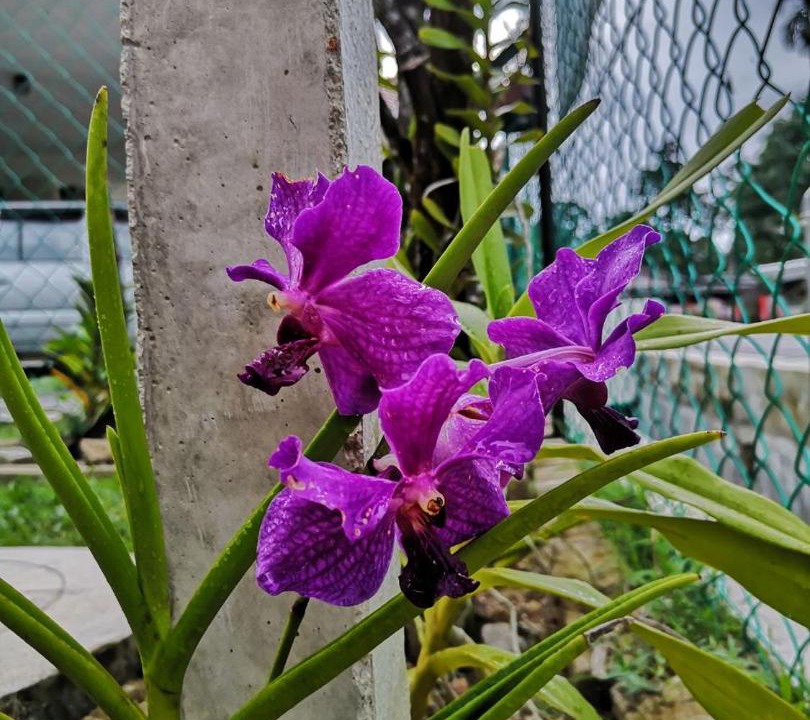 Photo of Others in Kuala Rompin
