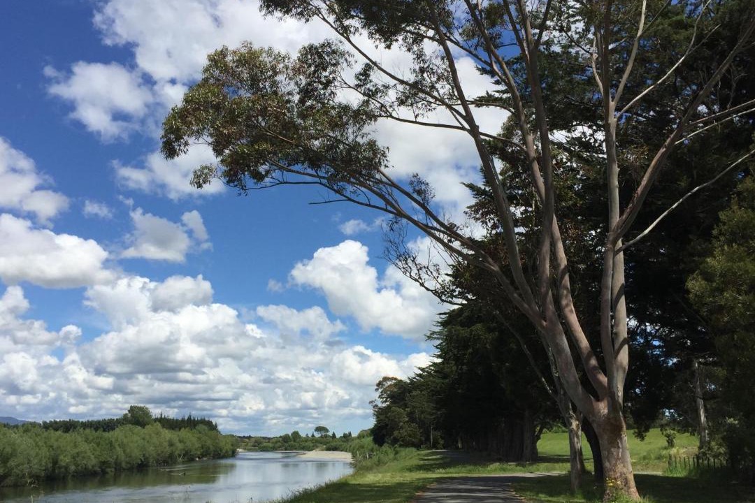 Photo of Others in Palmerston North