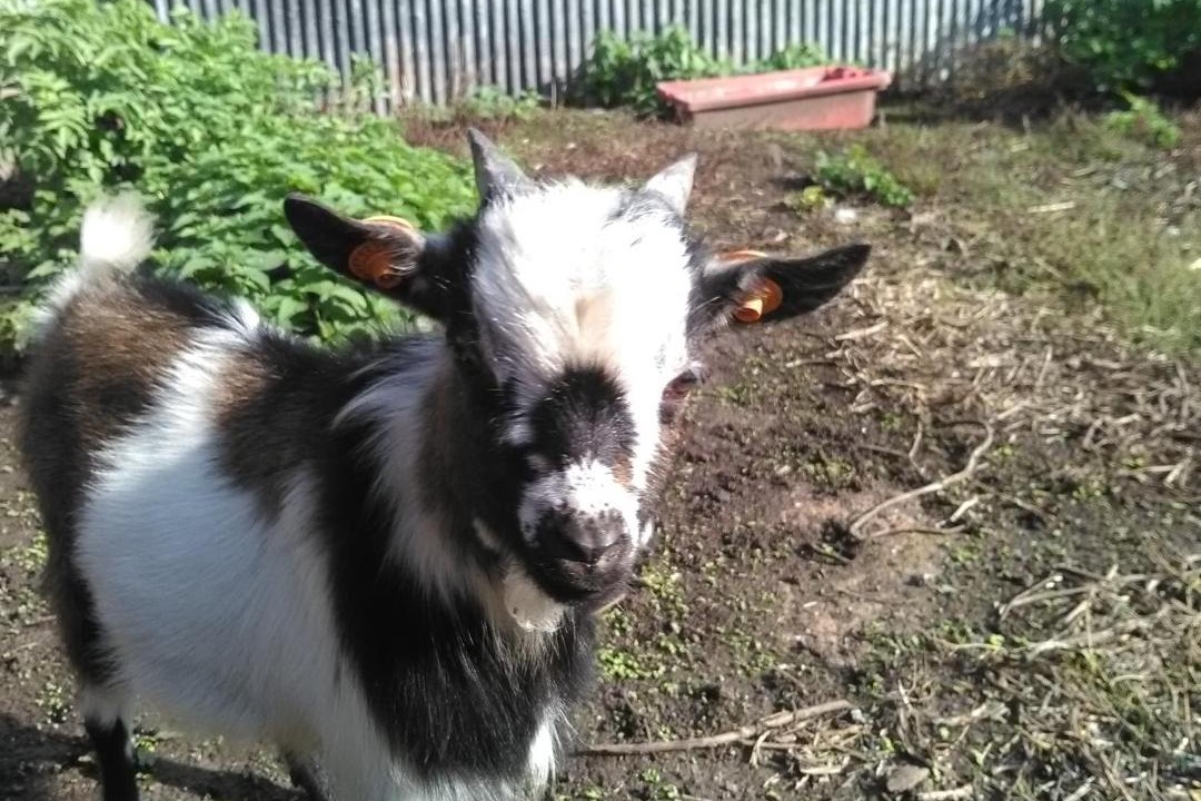 Photo of Outdoor in Fromelles