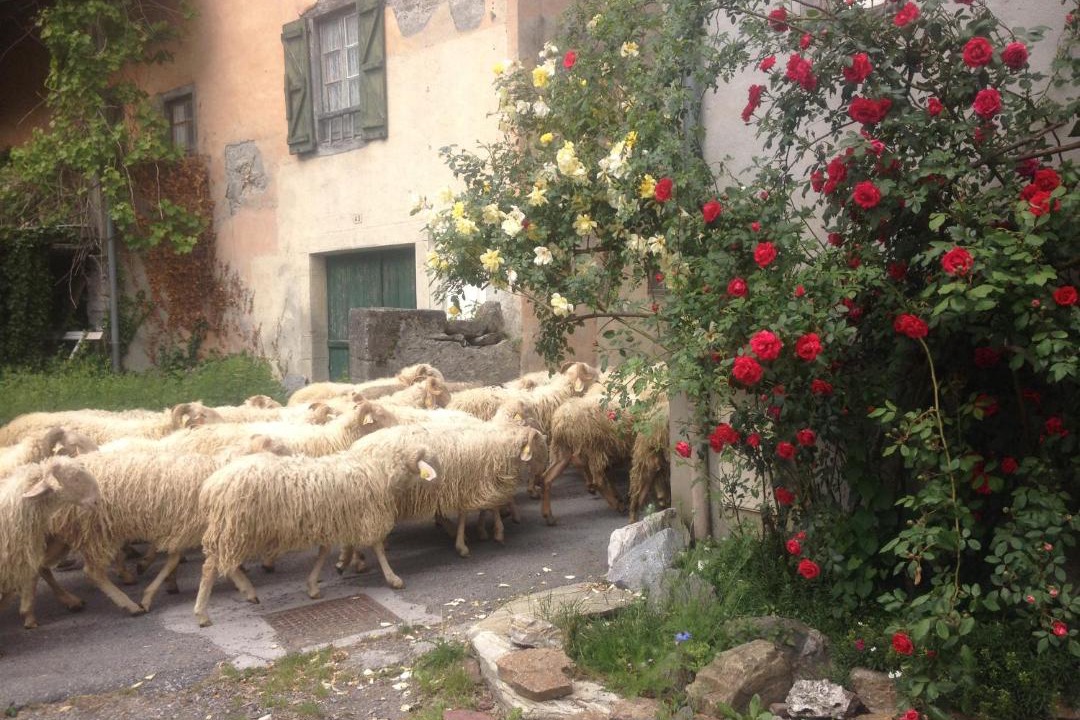 Photo of Others in Laruns