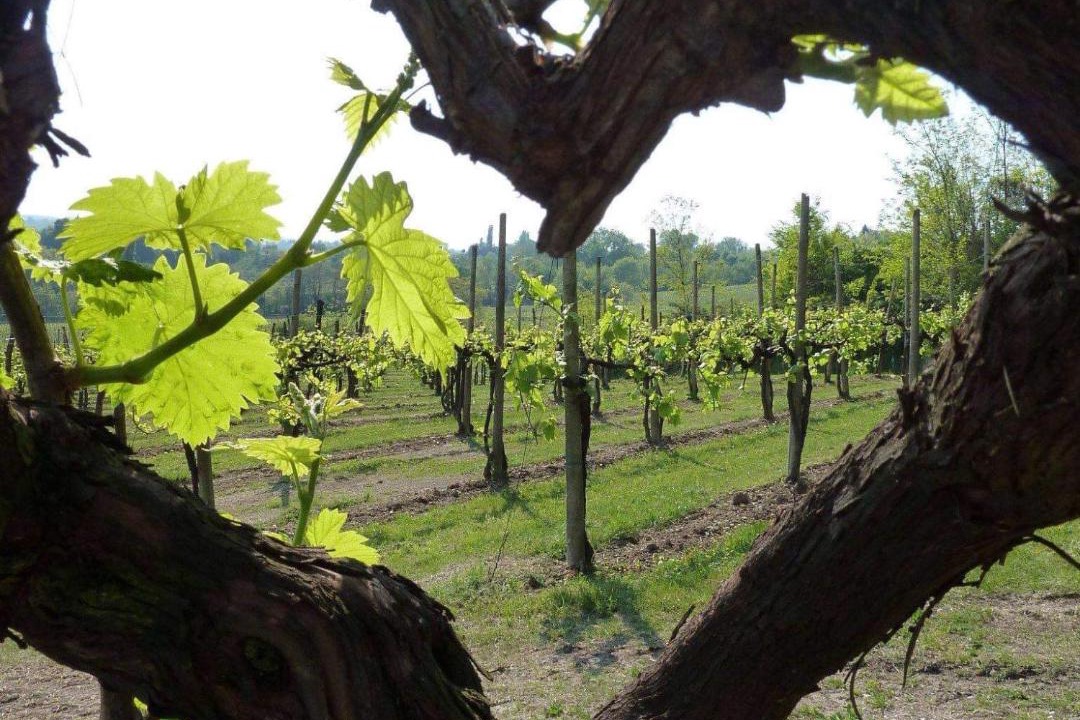 Photo of Others in Blaye