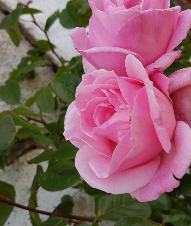 Photo of Others in Tremeoc