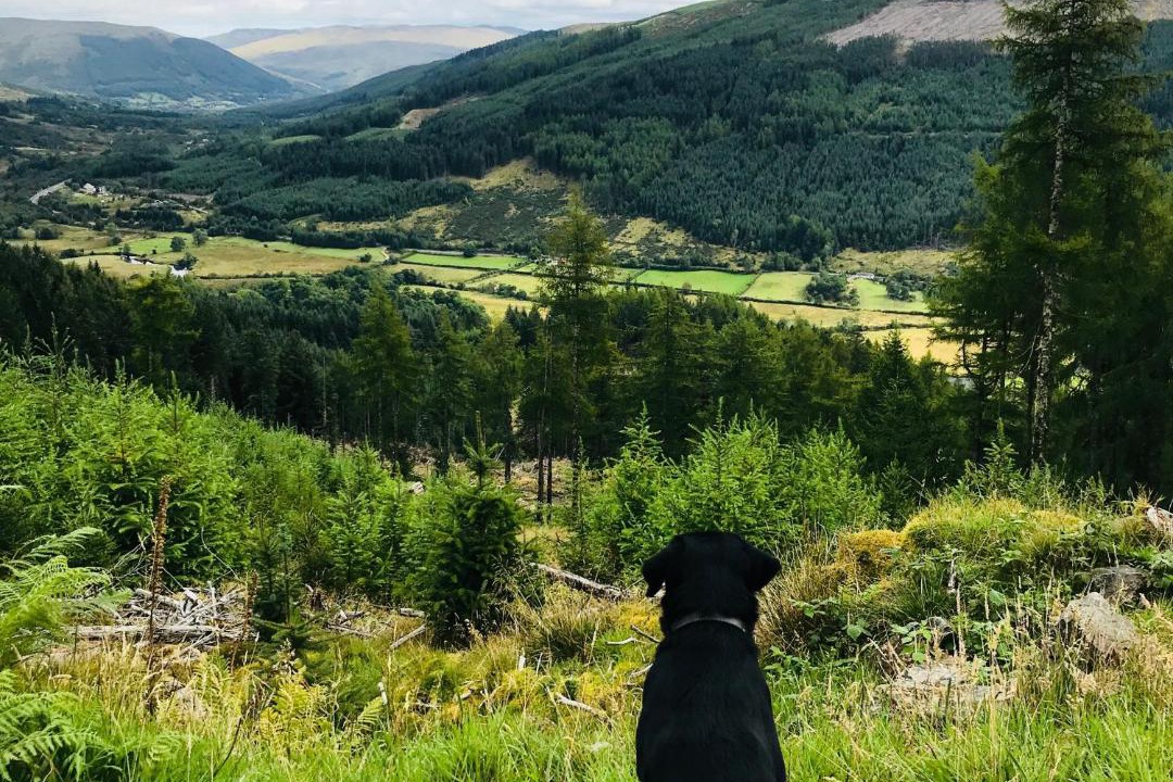 Photo of Others in Strathyre