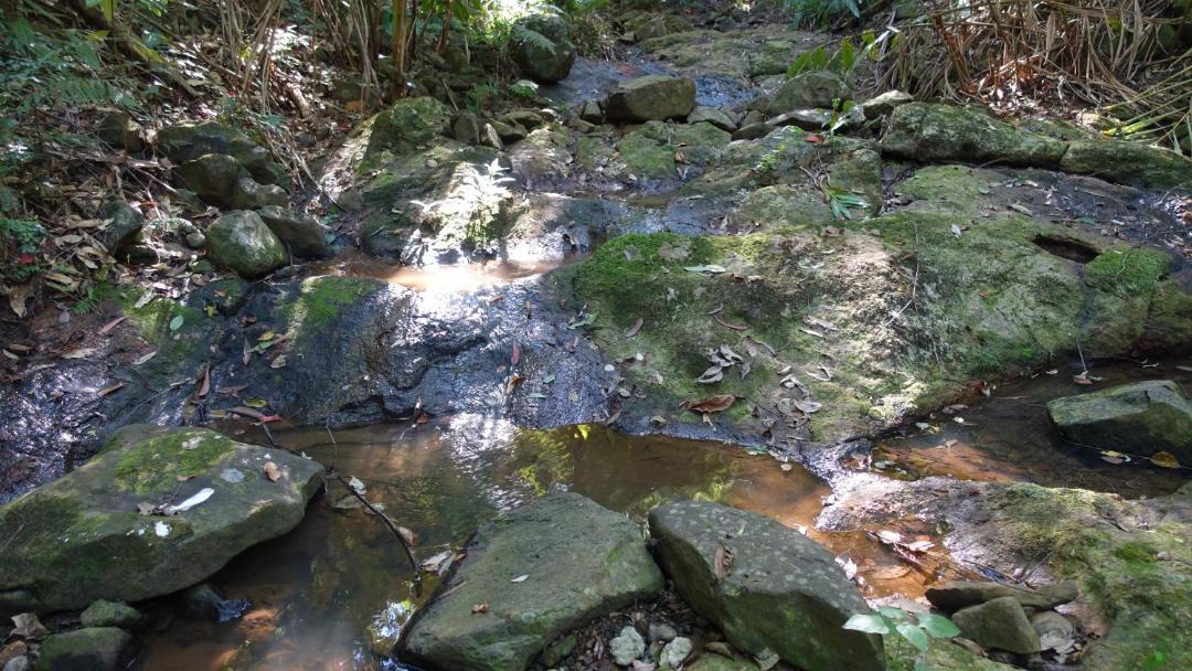 Photo of Others in Flaxton