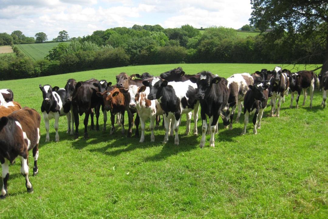 Photo of Others in Guilsfield