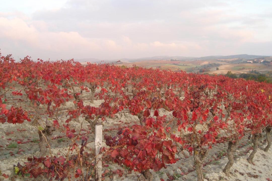 Photo of Others in Montreal