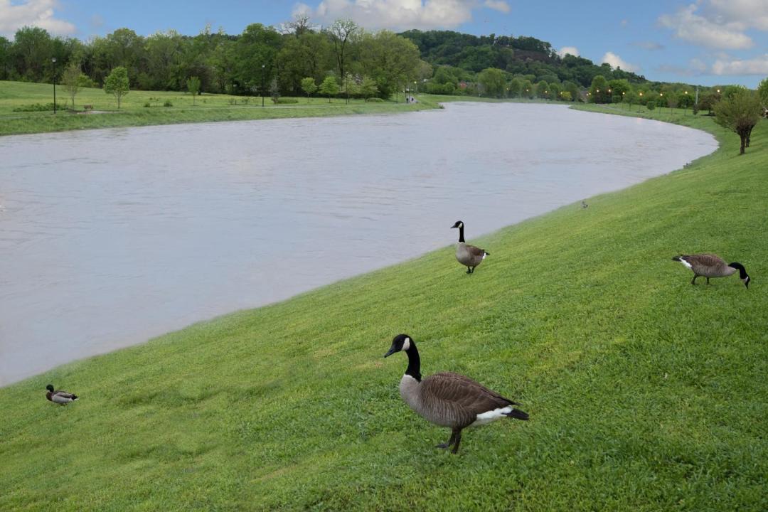 Photo of Others in Sevierville