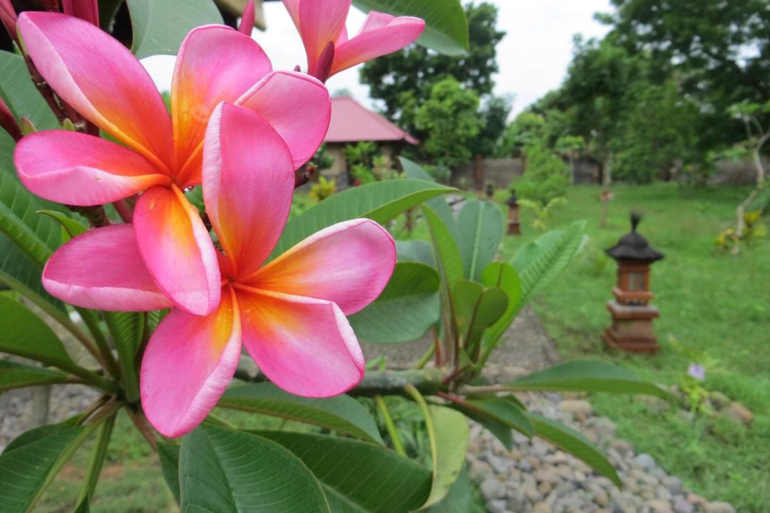 Photo of Outdoor in Pemuteran