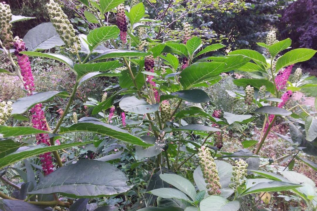 Photo of Patio Balcony in Lassay-les-Chateaux