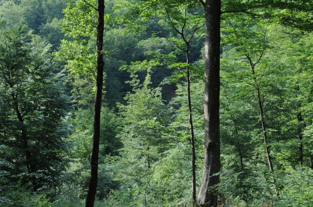 Photo of Others in Futeau