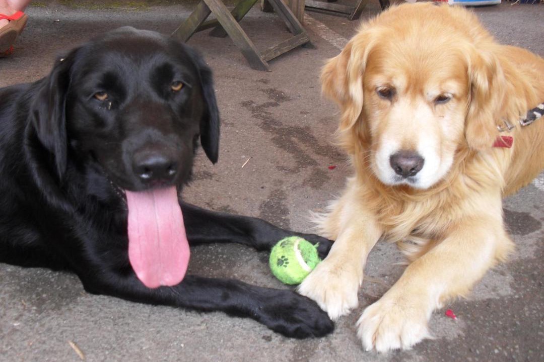 Photo of Human In Picture in Sherborne