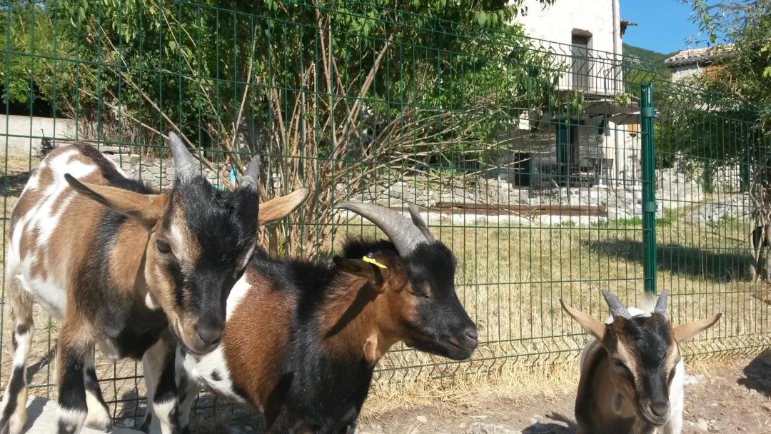 Photo of Others in Entrevaux