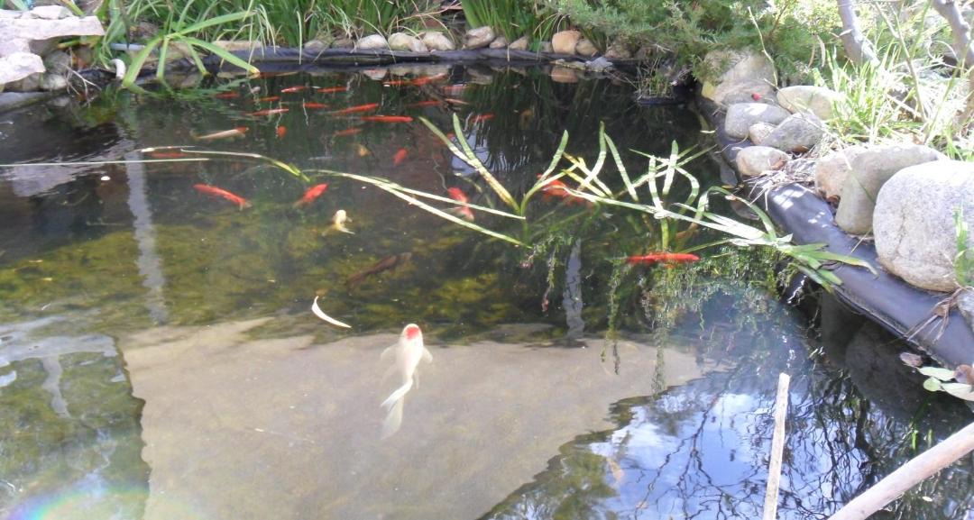 Photo of Others in Deniliquin