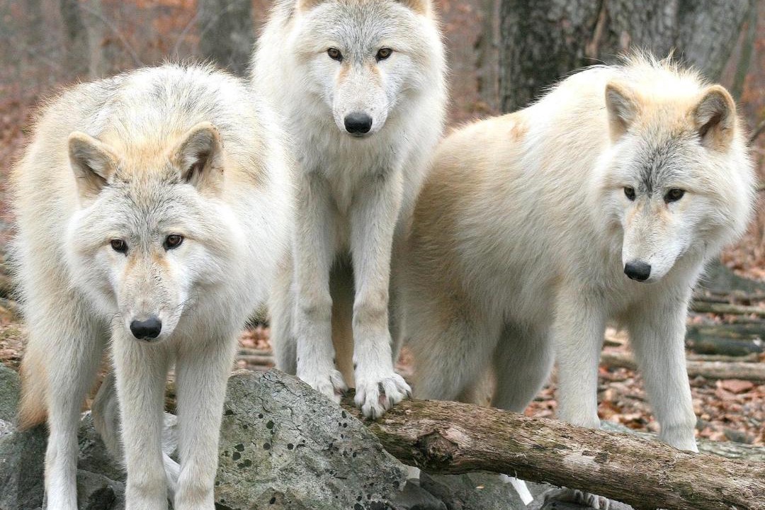 Photo of Human In Picture in Chatenois