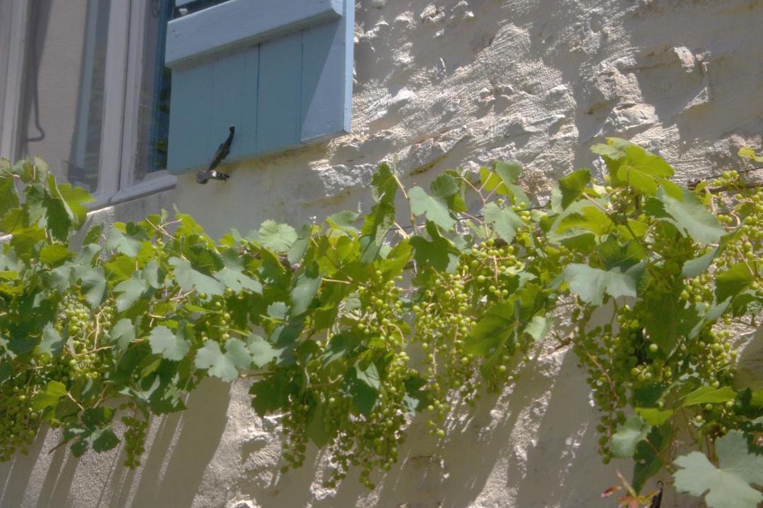 Photo of Others in Santenay