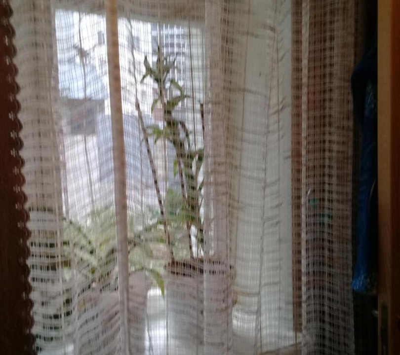 Photo of Others in Dombay