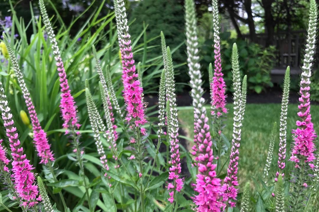 Photo of Outdoor in Ogunquit