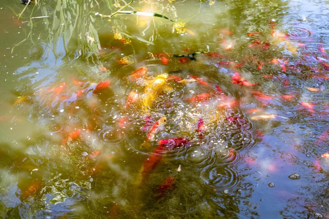 Photo of Others in Levernois