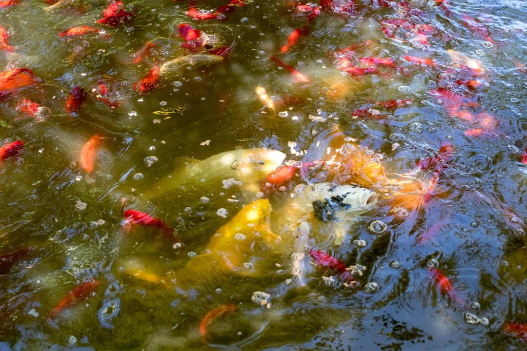 Photo of Others in Levernois