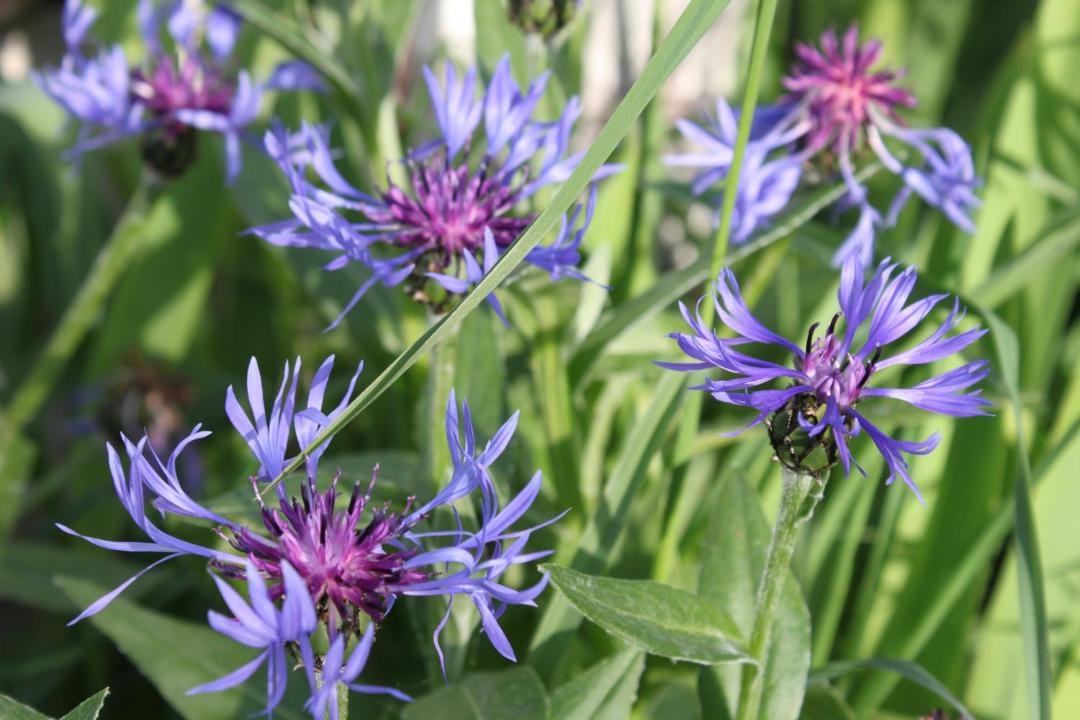 Photo of Others in Chalus