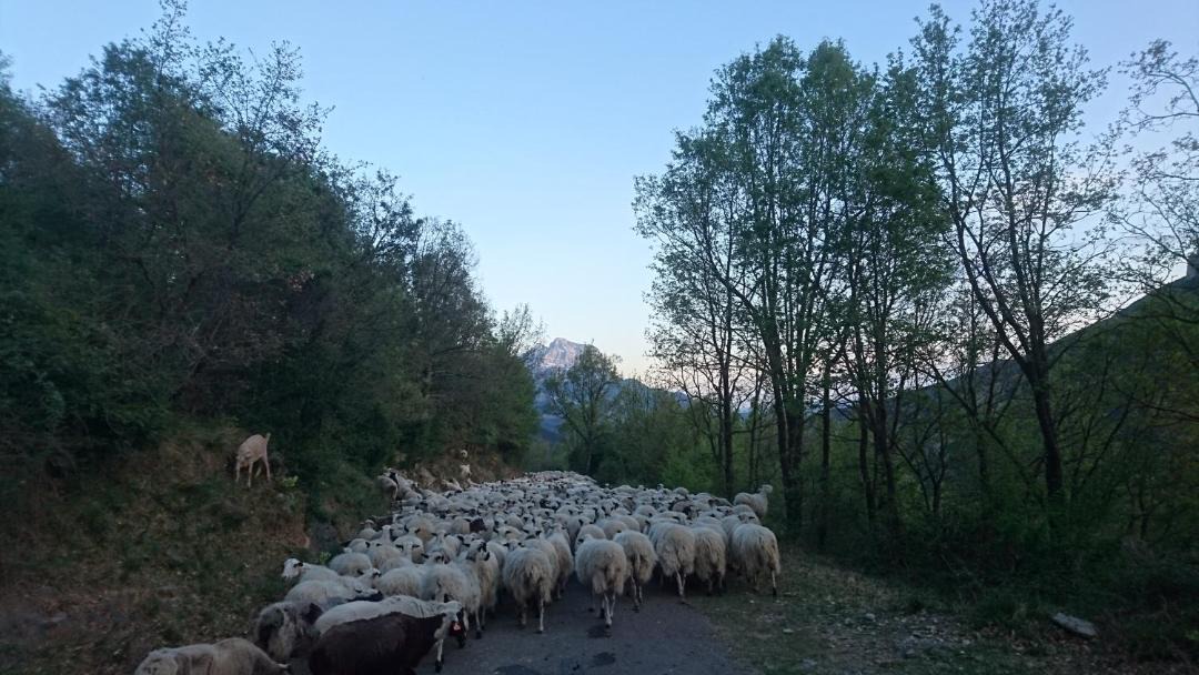Photo of Others in Tella