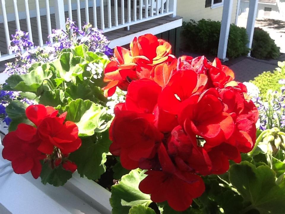 Photo of Others in Boothbay Harbor