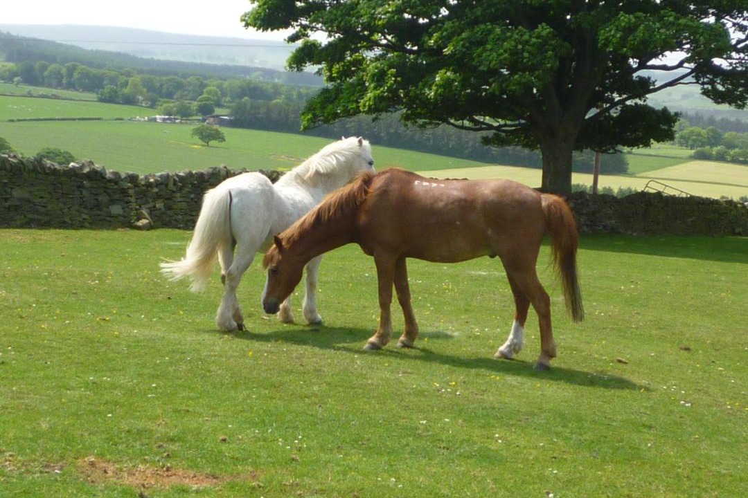 Photo of Others in Hexham