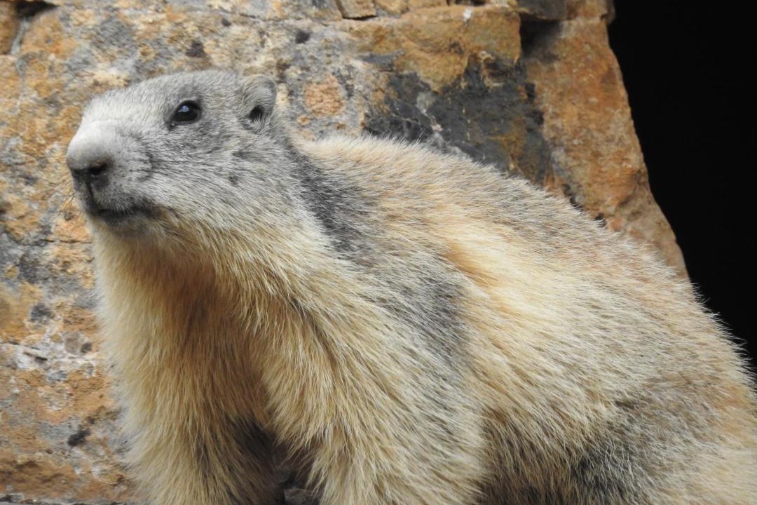 Photo of Others in Le Super-Sauze