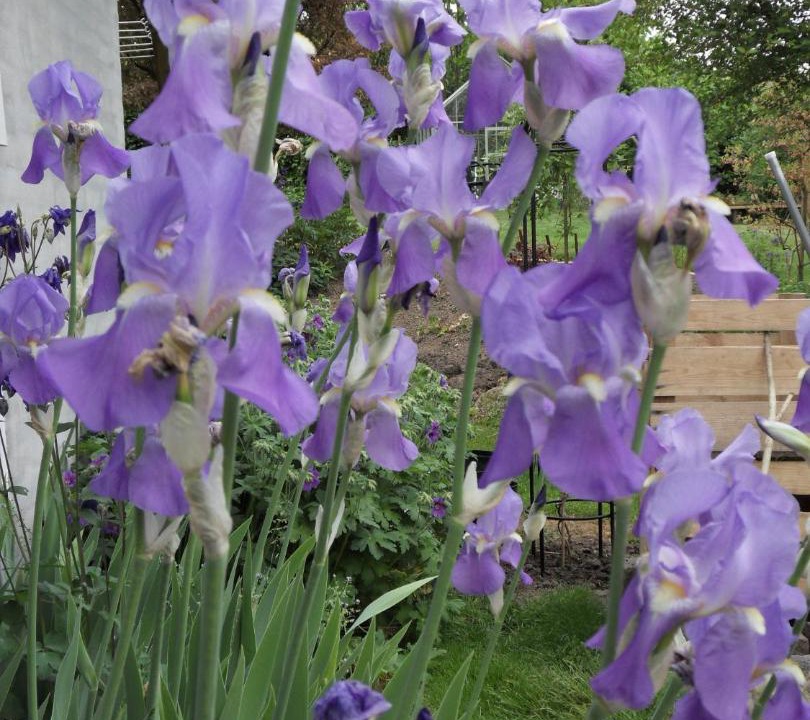 Photo of Outdoor in Birkerod