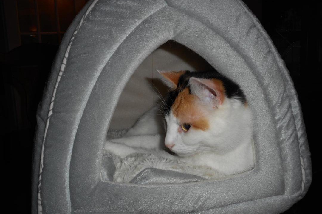 Photo of Others in Grand Falls